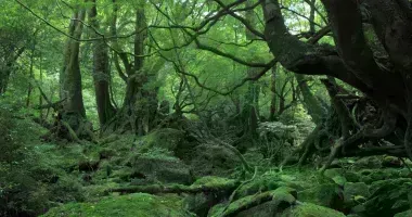Die winzige tropische Insel Yakushima in Japan die Hayao Miyazaki für "Prinzessin Mononoke" inspirierte.